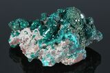 Gemmy Dioptase Crystal Cluster - N'tola Mine, Congo #175945-1